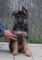 /album/fotogaleria-7-weeks-3-days/psy-28-10-2012-013-jpg/